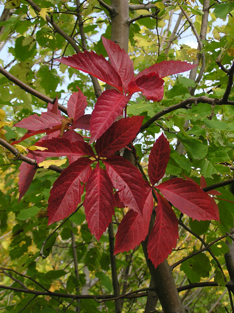 Изображение особи Parthenocissus quinquefolia.