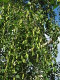 Betula pendula. Ветви с соплодиями. Московская область, г. Кубинка. 01.06.2012.