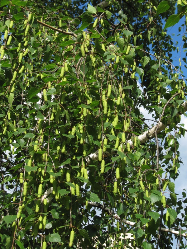 Image of Betula pendula specimen.