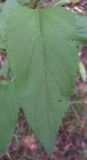 Scrophularia nodosa. Стеблевой лист. Курская обл., Фатежский р-н, с. Игино. 12 июня 2007 г.