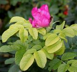 Rosa rugosa