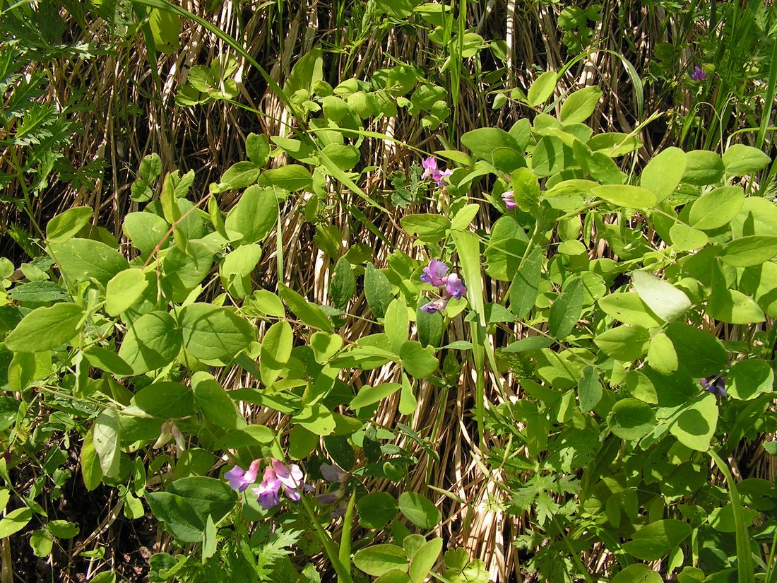 Image of Lathyrus humilis specimen.