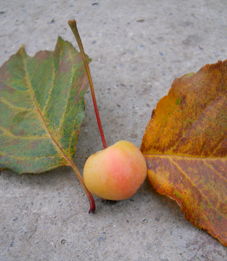 Изображение особи Malus &times; purpurea.