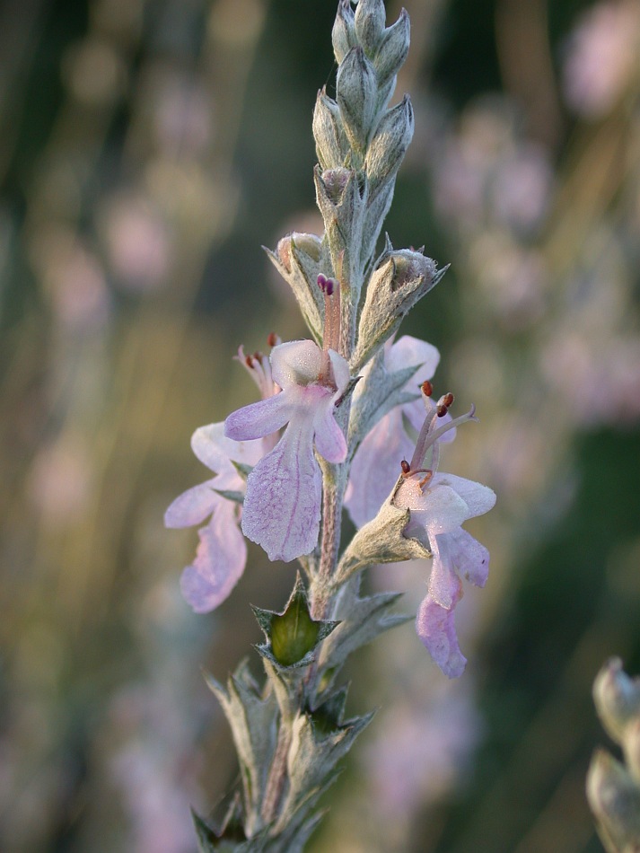 Изображение особи Teucrium creticum.