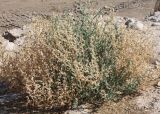 Anabasis setifera. Растение в каменистой пустыне. Израиль, побережье Мёртвого моря. 21.02.2011.
