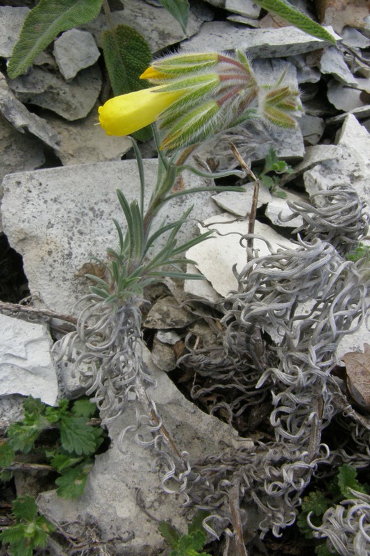 Изображение особи Onosma polyphylla.