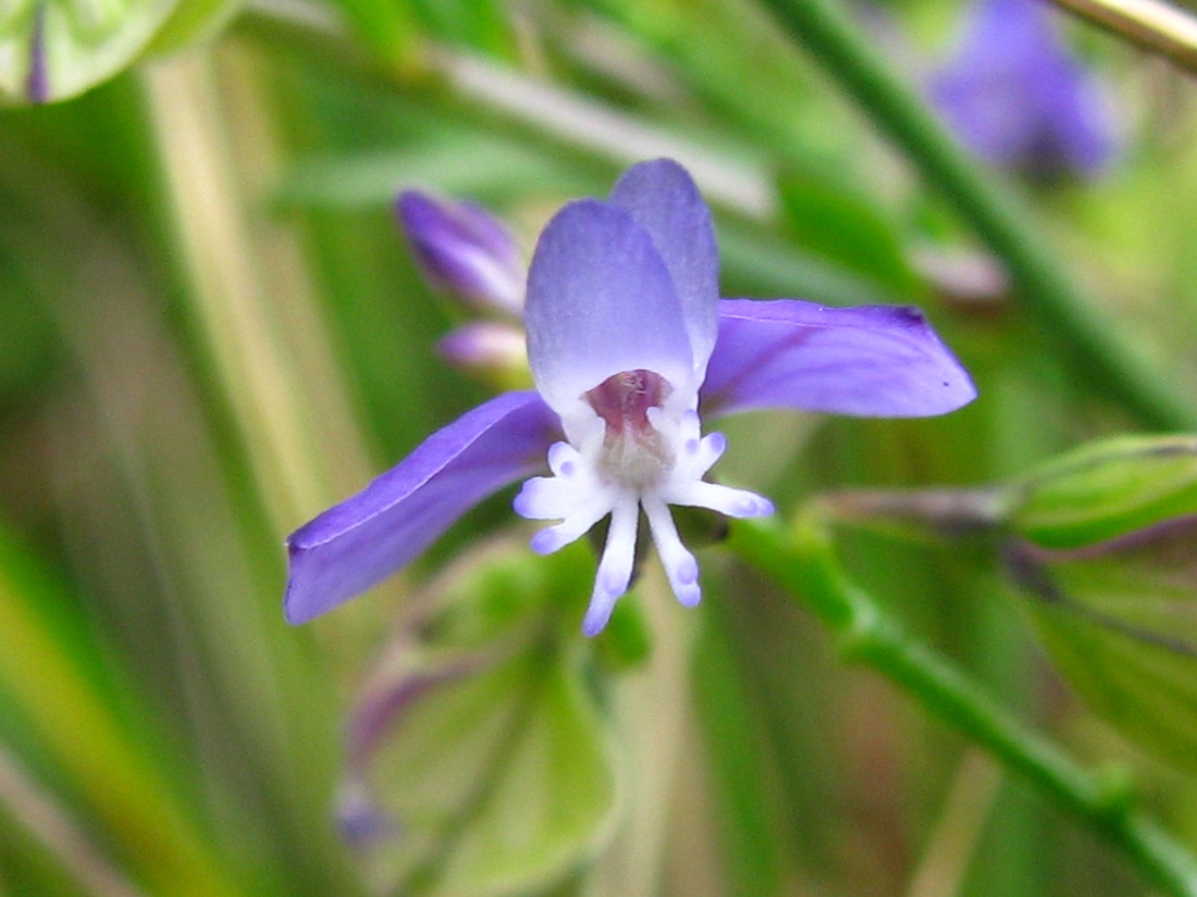 Image of Polygala vulgaris specimen.