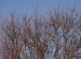 genus Salix. Верхушки побегов с раскрывающимися соцветиями. Иркутск. 22.03.2009.
