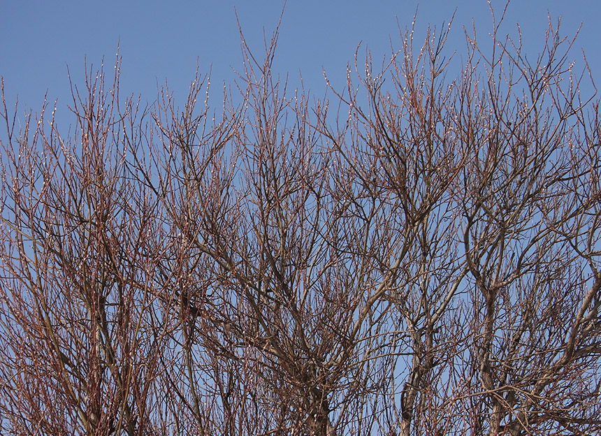 Image of genus Salix specimen.