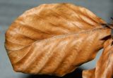 Fagus sylvatica. Лист в осенней окраске. Украина, г. Кривой Рог, ботанический сад. Январь 2013 г.
