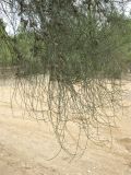 Casuarina equisetifolia