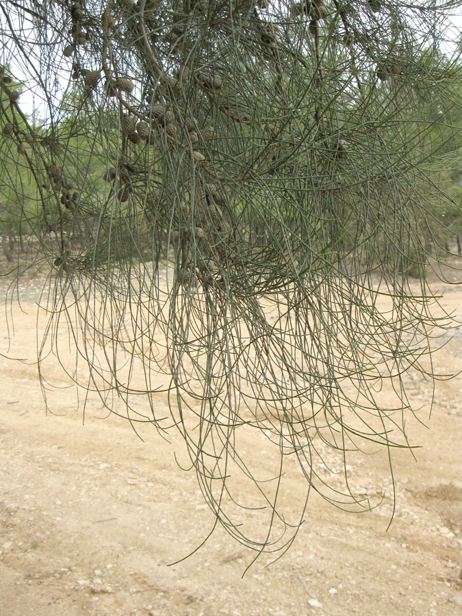 Изображение особи Casuarina equisetifolia.