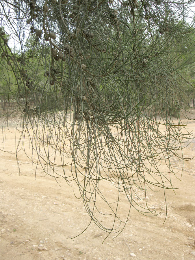 Image of Casuarina equisetifolia specimen.