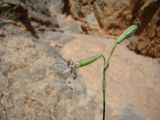 Silene lithophila