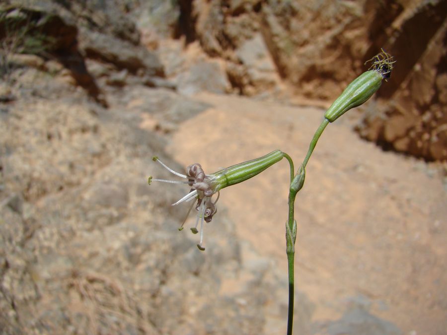 Изображение особи Silene lithophila.