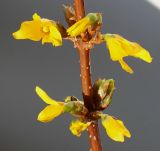 Forsythia × intermedia. Средняя часть цветущей веточки. Германия, г. Кемпен, солнечная сторона прогулочной дорожки. 06.02.2013.
