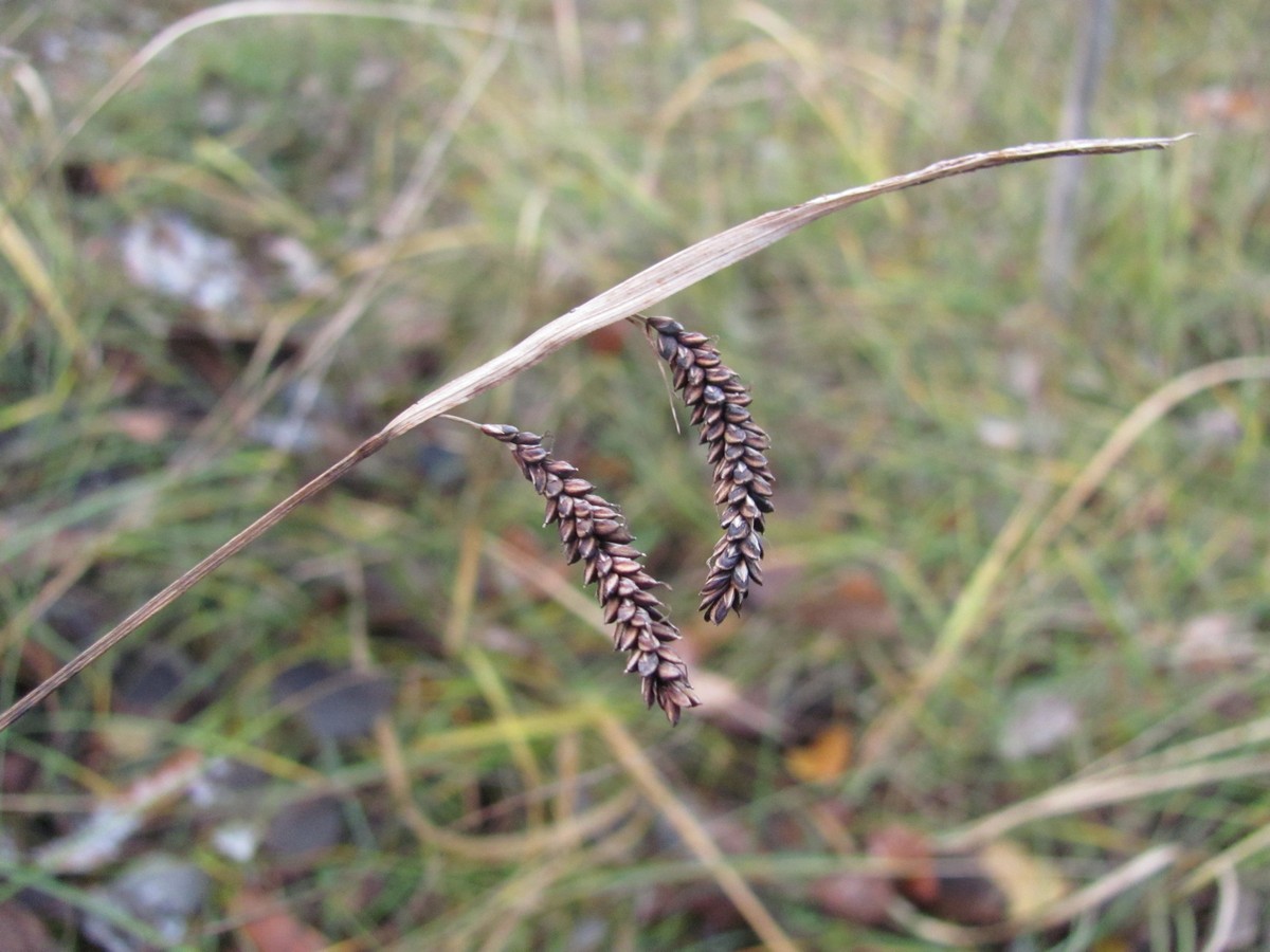 Image of Carex flacca specimen.