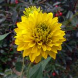 Rudbeckia laciniata разновидность hortensia. Соцветие. Свердловская обл., г. Екатеринбург, пос. Шабровский, дачный участок. 25.07.2012.