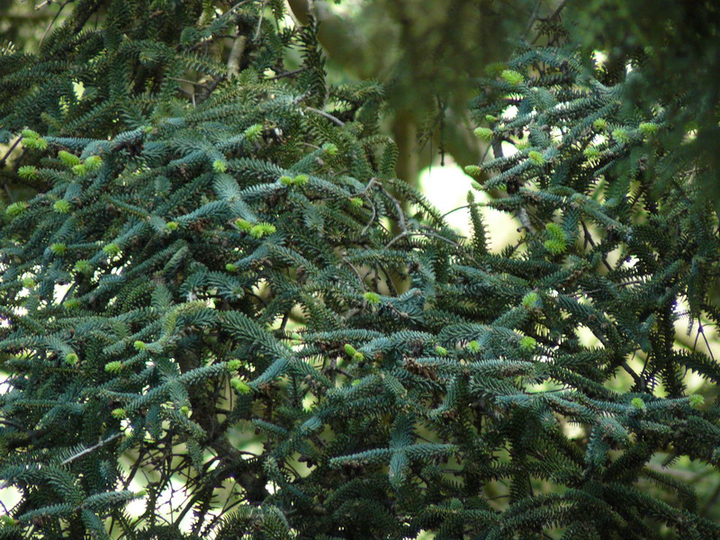 Image of Abies pinsapo specimen.