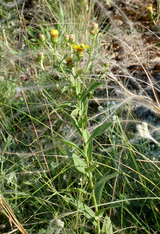 Изображение особи Inula aspera.