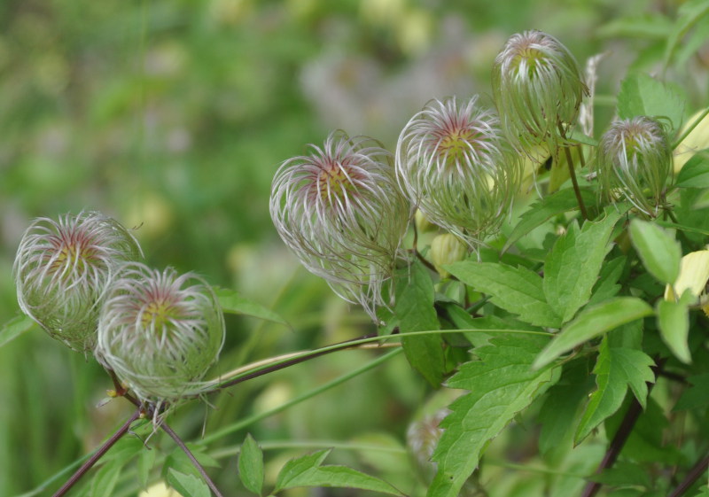 Image of Clematis serratifolia specimen.