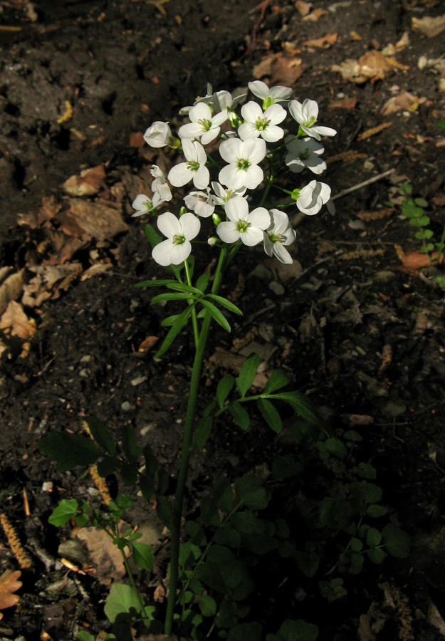 Изображение особи Cardamine tenera.