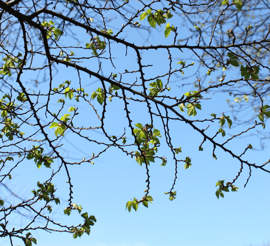 Image of Ulmus &times; hollandica specimen.