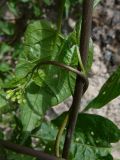 Solanum dulcamara