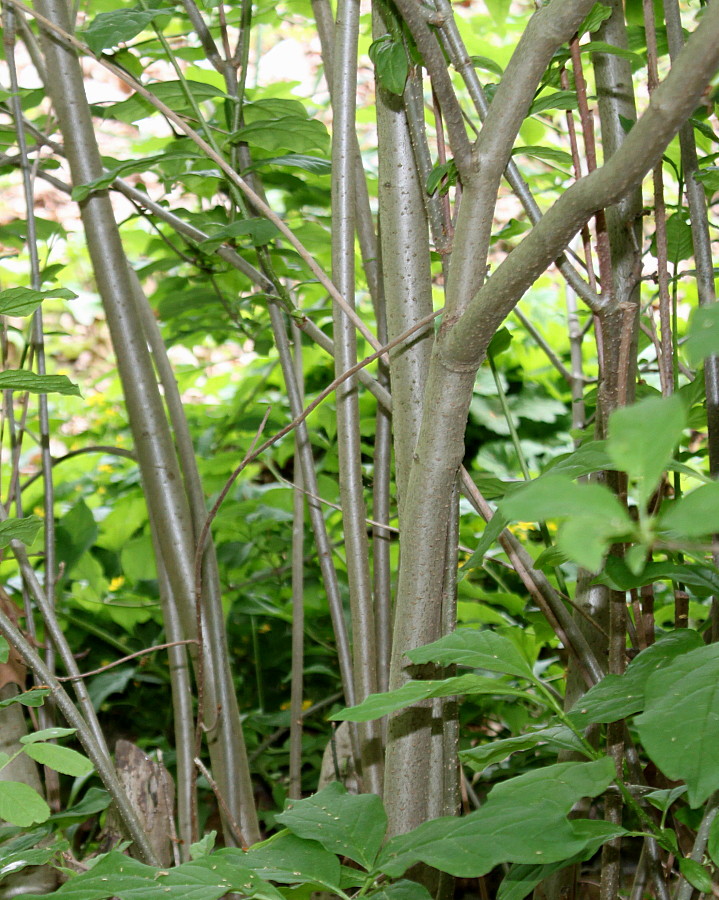 Image of Syringa josikaea specimen.