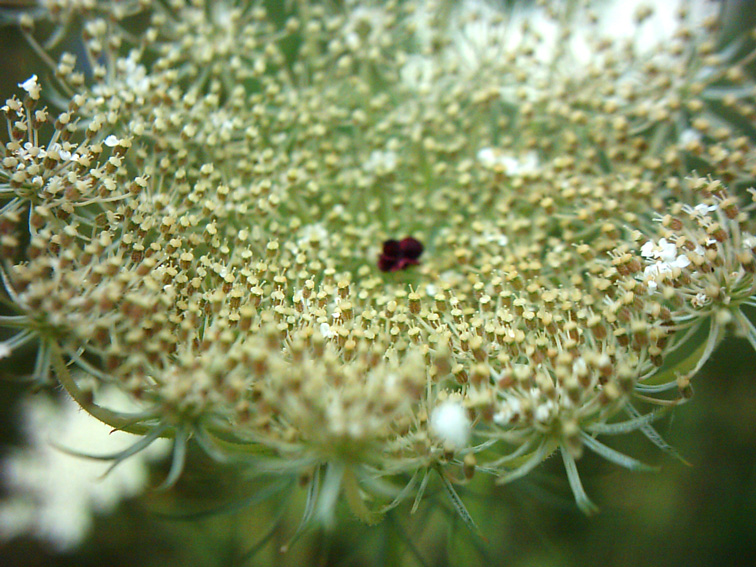 Изображение особи Daucus carota.