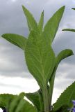 Digitalis purpurea