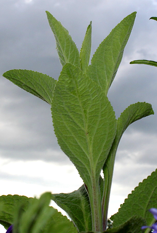 Изображение особи Digitalis purpurea.