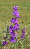 Delphinium hispanicum. Соцветие. Крым, Белогорский р-н, окр. с. Земляничное, у дороги. 31 мая 2013 г.