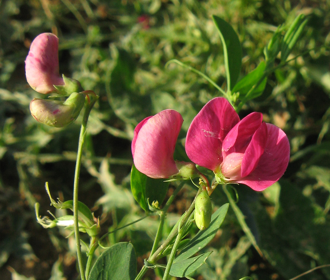 Image of Lathyrus tuberosus specimen.