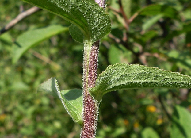 Изображение особи Campanula bononiensis.