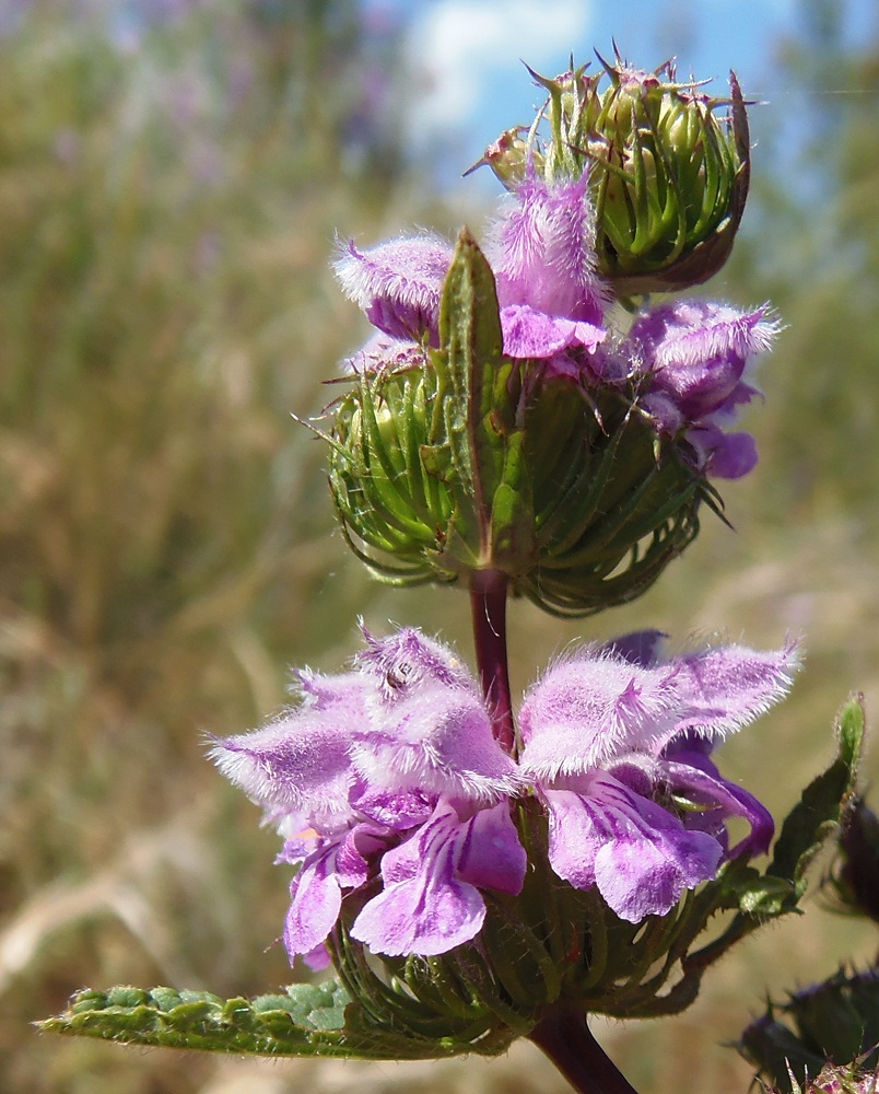 Image of Phlomoides tuberosa specimen.
