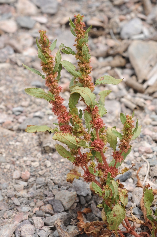 Image of Rumex maritimus specimen.