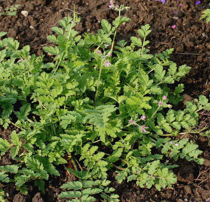 Изображение особи Erodium moschatum.