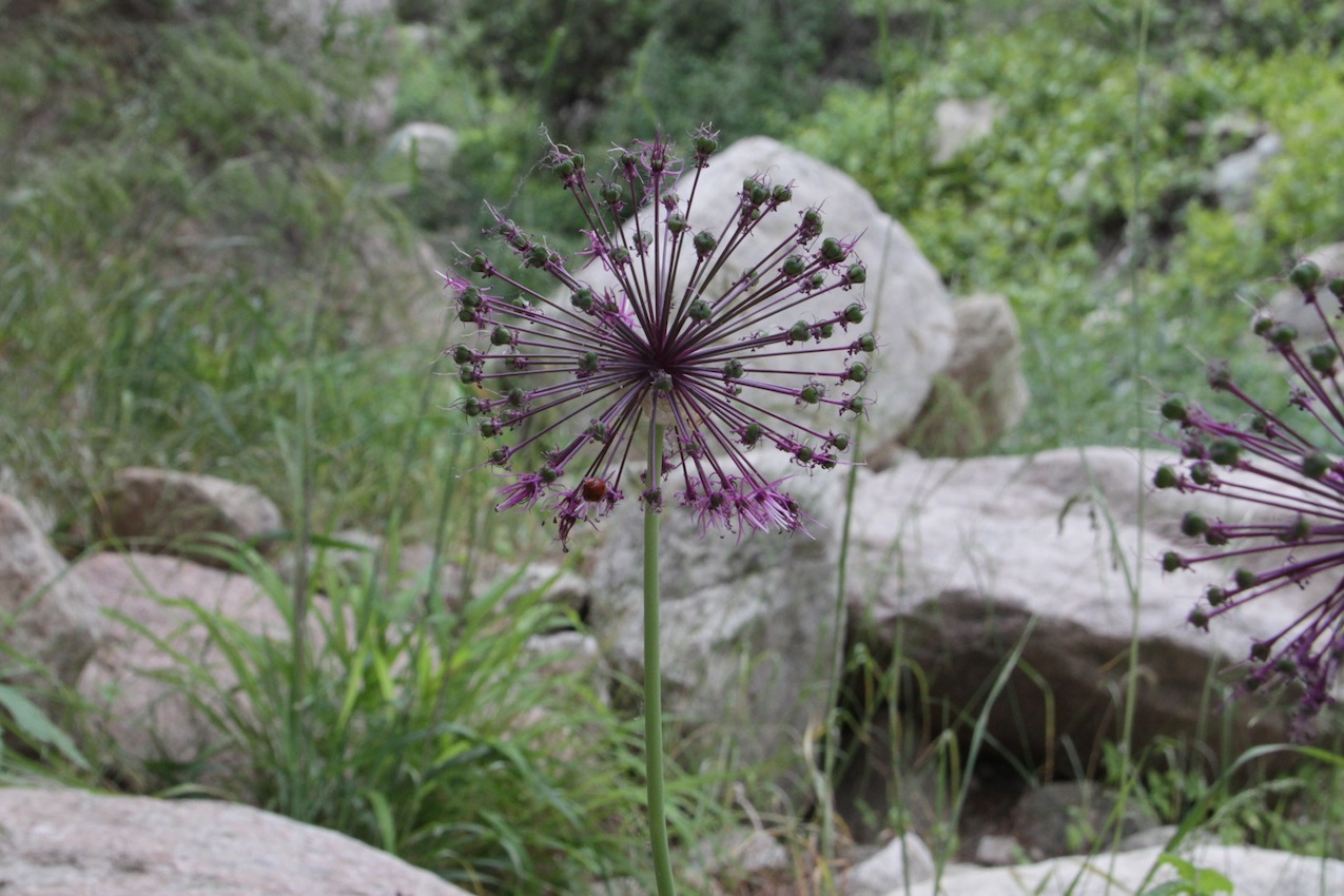 Image of Allium sarawschanicum specimen.