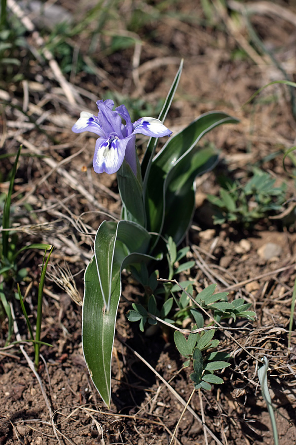 Image of Juno willmottiana specimen.