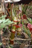Reynoutria sachalinensis. Молодой побег. Камчатский край, Елизовский р-н, окр. г. Петропавловск-Камчатский, южный борт оврага на пустыре северного склона Мишенной сопки. 03.06.2013.