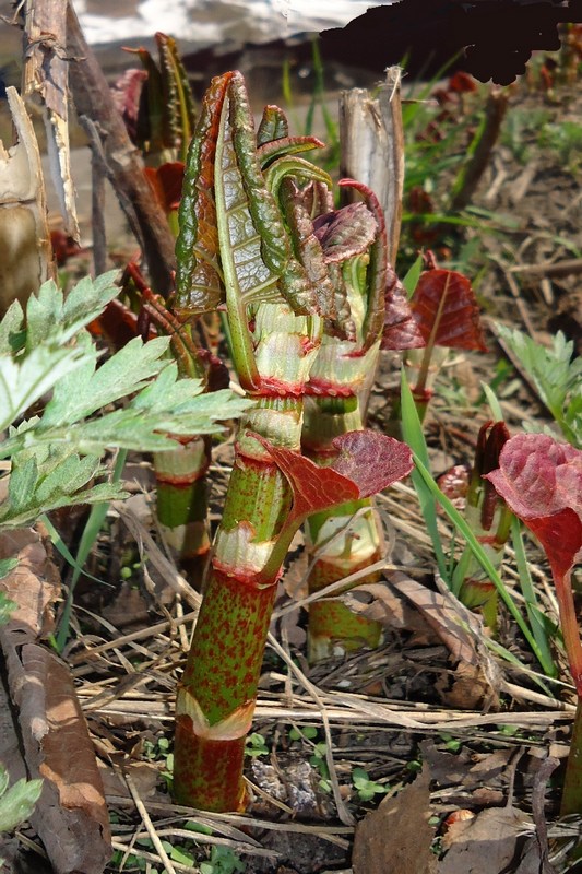 Изображение особи Reynoutria sachalinensis.