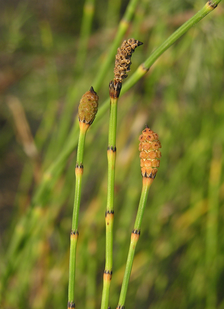Изображение особи Equisetum ramosissimum.