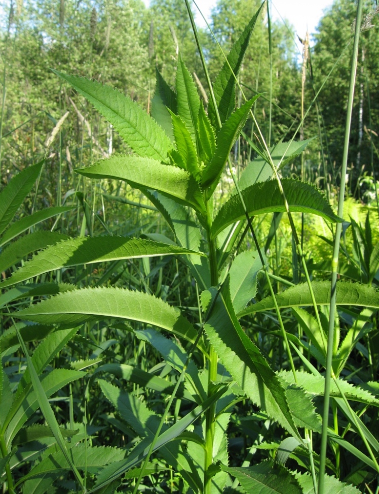 Изображение особи Senecio sarracenicus.