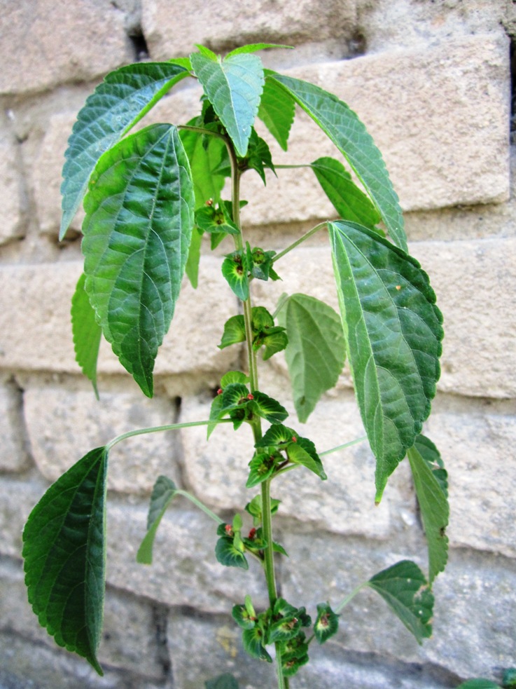 Изображение особи Acalypha australis.