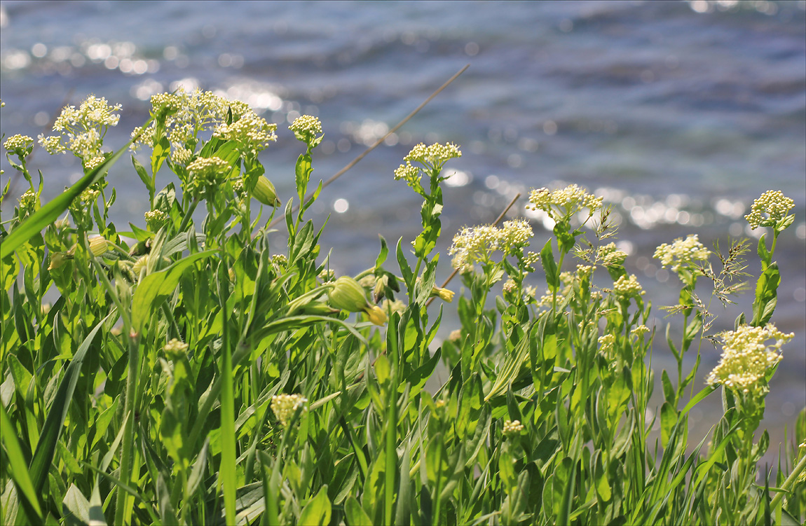 Image of Cardaria draba specimen.