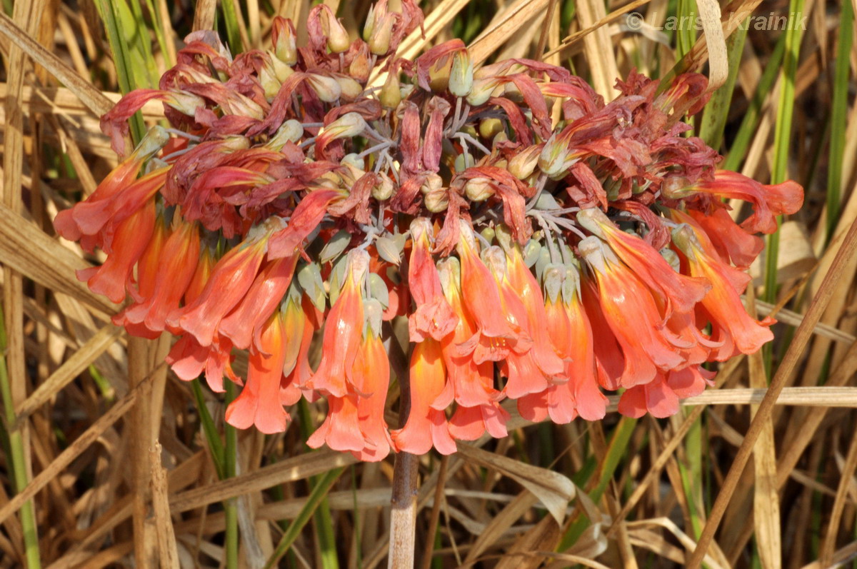 Image of Kalanchoe tubiflora specimen.