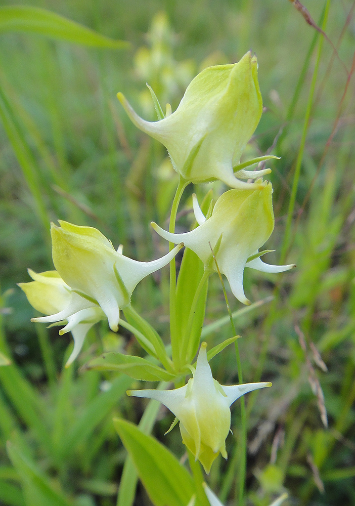 Изображение особи Halenia corniculata.