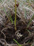 Corallorhiza trifida