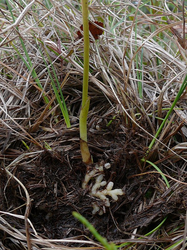 Изображение особи Corallorhiza trifida.